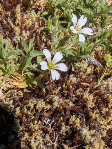 Field Chickweed (Cerastium arvense)