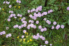 Primula nutans
