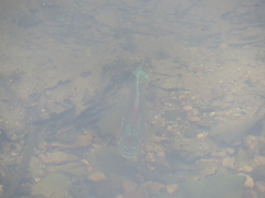 Lepomis peltastes