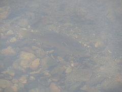Lepomis peltastes