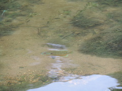 Lepomis peltastes