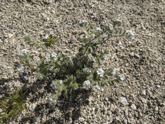 Cryptantha barbigera