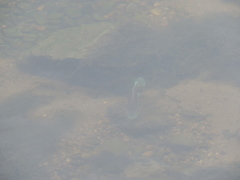 Lepomis peltastes