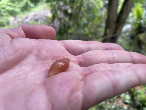 Euglandina rosea