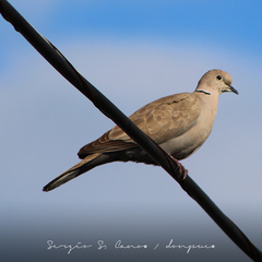 Streptopelia decaocto