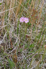 Primula nutans