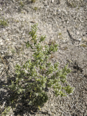 Cryptantha maritima