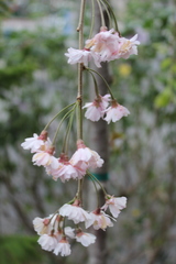 Prunus pendula