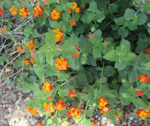 Texas lantana (Lantana urticoides)