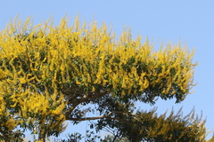 Vochysiaceae