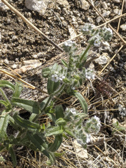 Cryptantha barbigera
