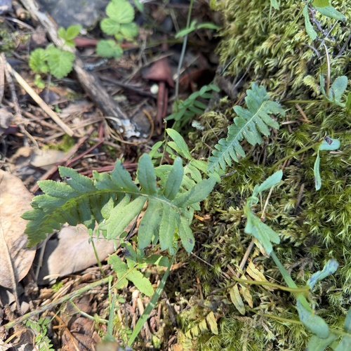 licorice fern (Polypodium glycyrrhiza)