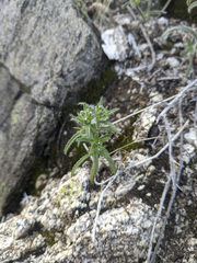 Cryptantha maritima