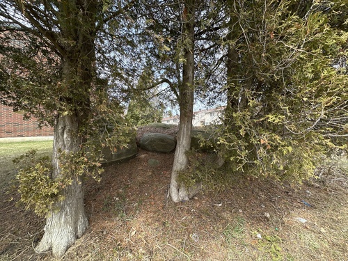 northern whitecedar (Thuja occidentalis)