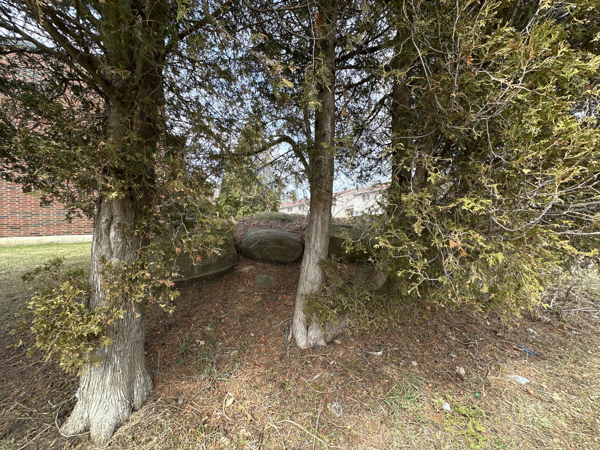 Northern Whitecedar (Thuja occidentalis)