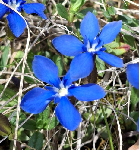 spring gentian (Gentiana verna)