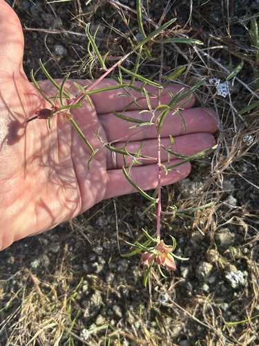 Berlandier's sundrops (Oenothera capillifolia)
