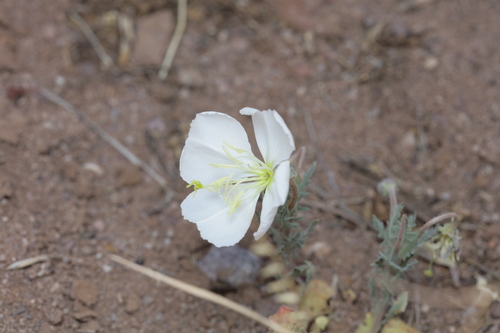 White-stem Evening Primrose (Oenothera albicaulis)