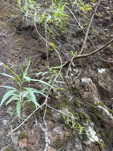 Lipochaeta lavarum observed 2025-10-17