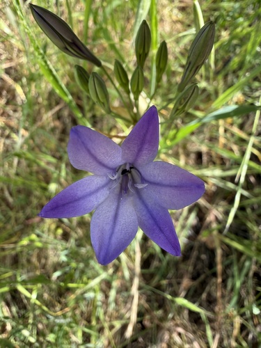 Ithuriel's Spear (Triteleia laxa)