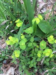 Tithymalus