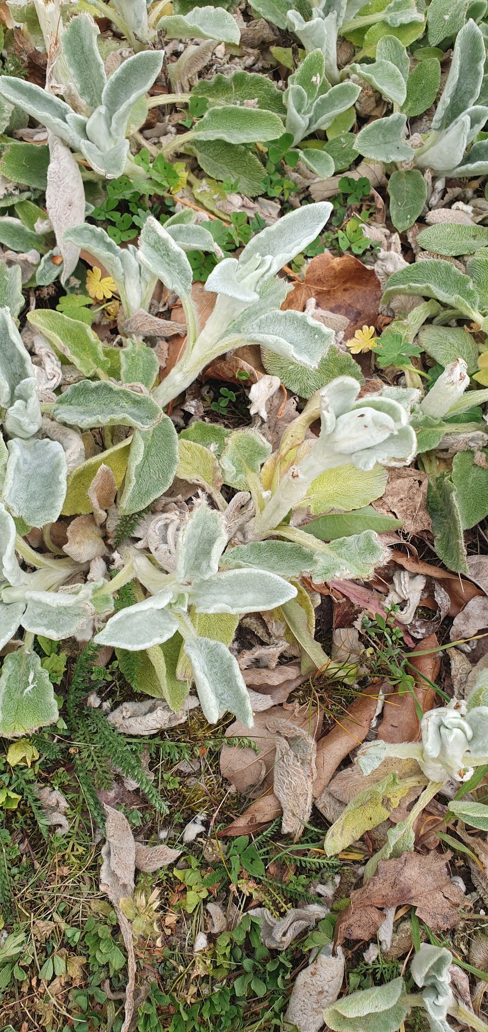 Woolly Hedgenettle (Stachys byzantina)