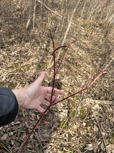 American dogwood (Cornus sericea)