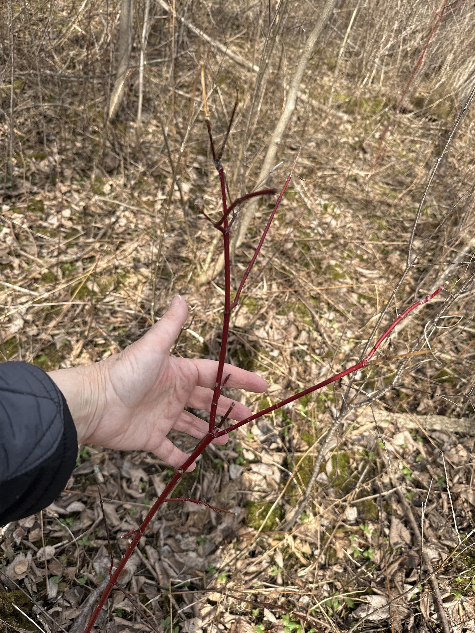 American Dogwood (Cornus sericea)