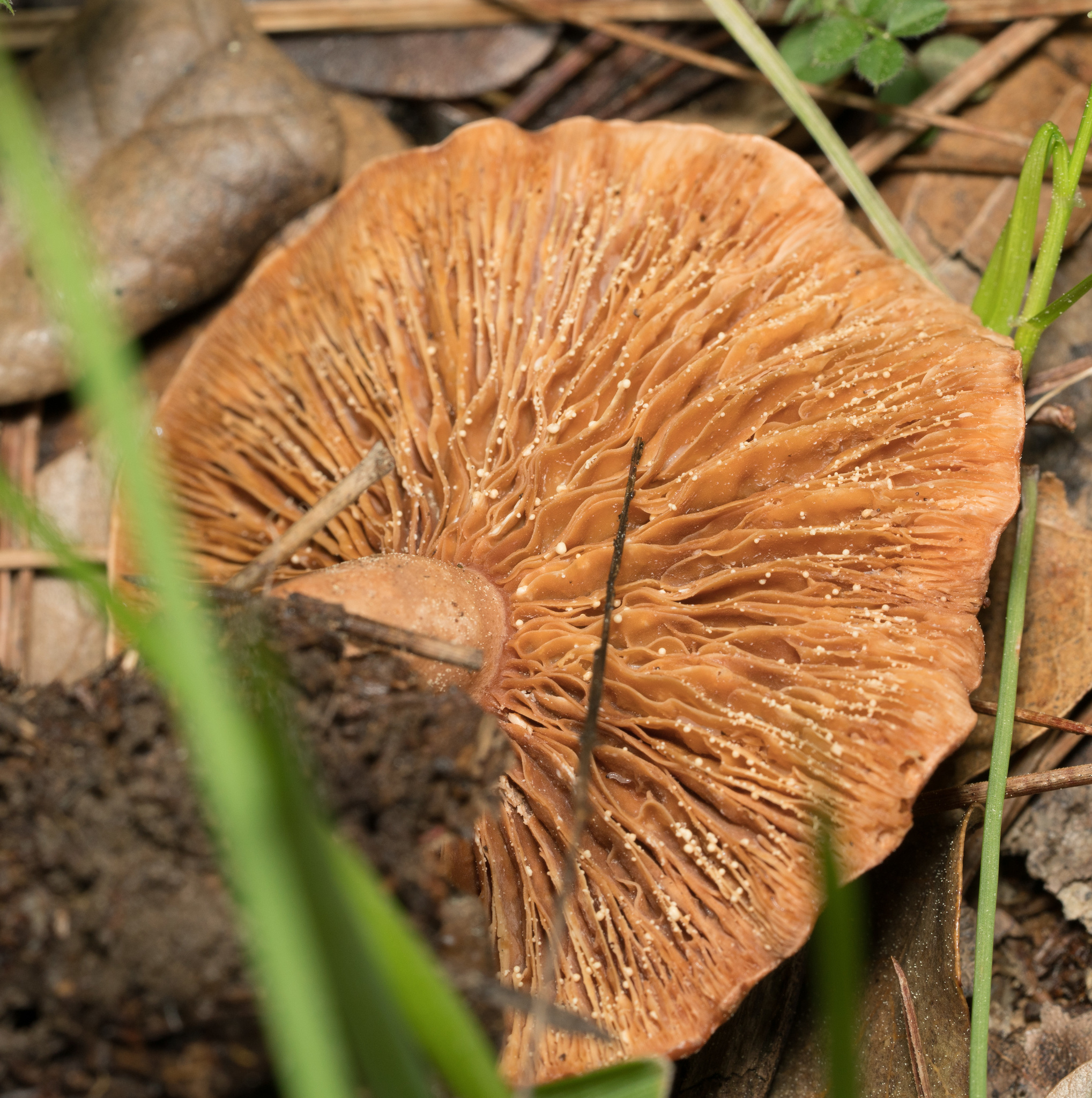 Lactarius xanthogalactus image