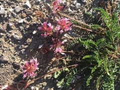 Astragalus monspessulanus monspessulanus