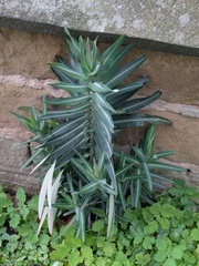 Wolfsmilch (Euphorbia lathyris)