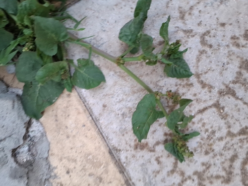 Devil's Thorn (Rumex spinosus)