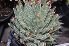 Aristaloe aristata
