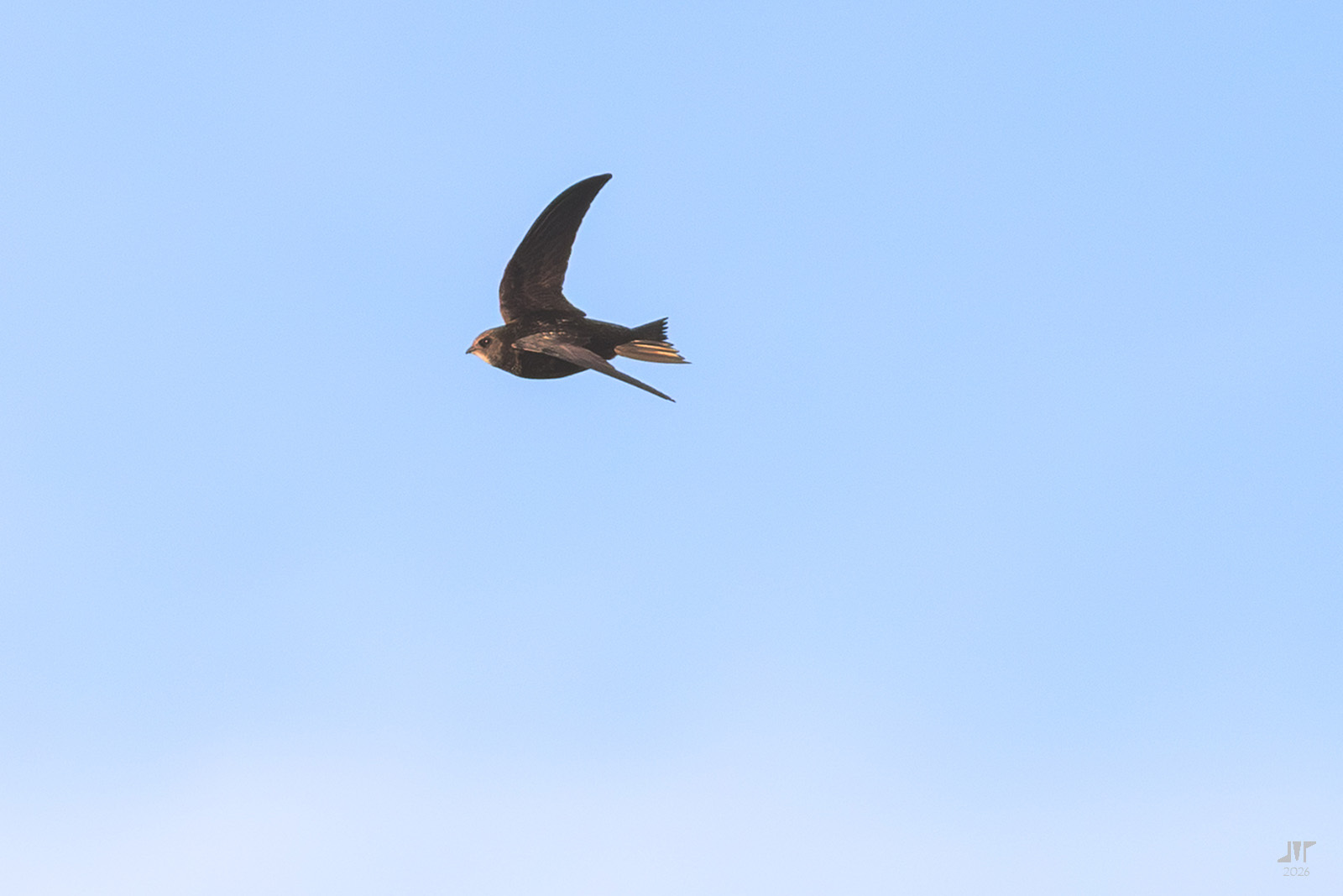 Apus apus (Linnaeus, 1758)