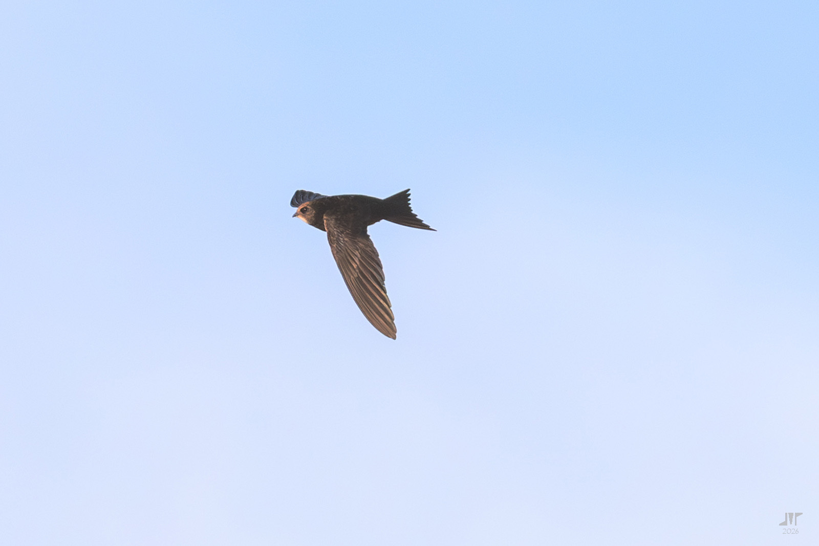 Apus apus (Linnaeus, 1758)