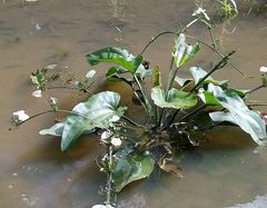 Echinodorus palifolius