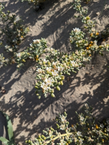 White bean-caper (Zygophyllum album)