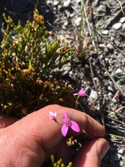 Disa obliqua