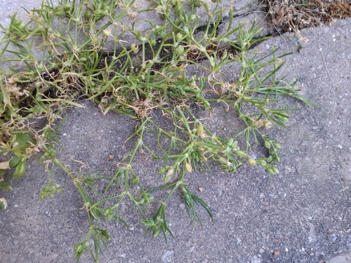 Saltmarsh Sand Spurry (Spergularia marina)