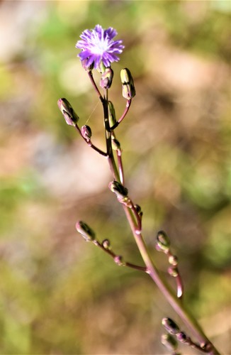 Lactuca graminifolia var. graminifolia