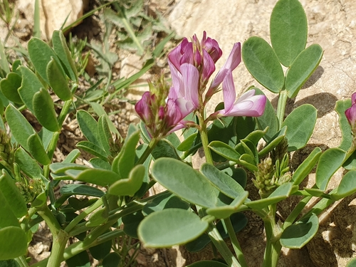 Sulla carnosa