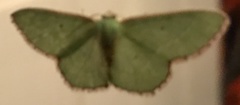 Nemoria lixaria