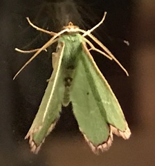 Nemoria lixaria