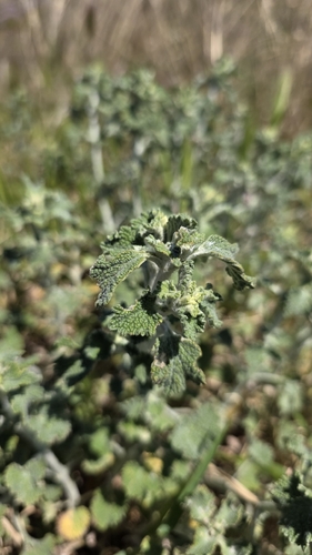 White Horehound (Marrubium vulgare)