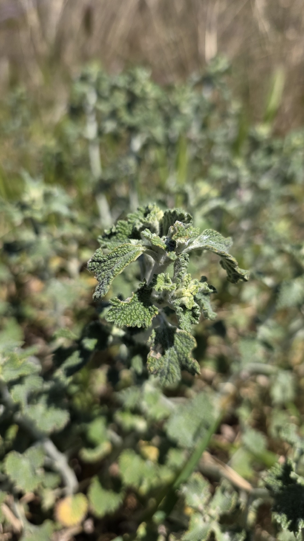 White Horehound (Marrubium vulgare)