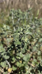 Le Marrube Blanc (Marrubium vulgare)