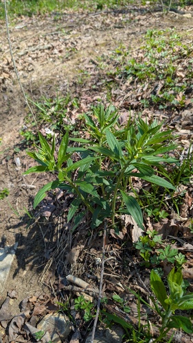 American gromwell (Lithospermum latifolium)