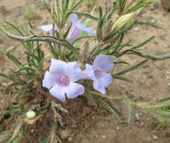 Ruelliopsis setosa