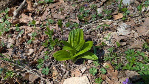 Wood's bunchflower (Melanthium woodii)