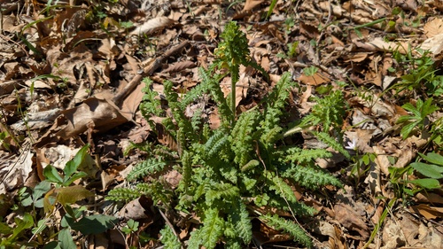 Canadian lousewort (Pedicularis canadensis)